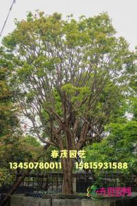 嘉宝果