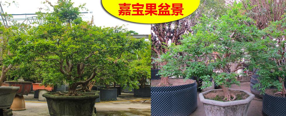 标题广告