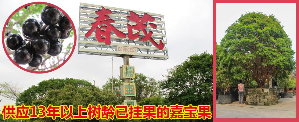标题广告